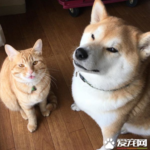 主人帶回流浪小貓 讓失去貓咪好友的柴柴很開心