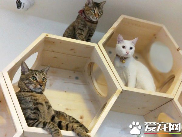 白貓遭遺棄掉進水溝 幸得社工暖心相救并撫養長大