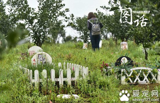 成都龍泉驛區寵物公墓:最貴喊價1.2萬