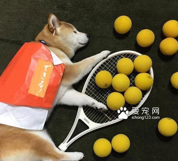 教你給睡夢中的狗狗打造文藝氣質！