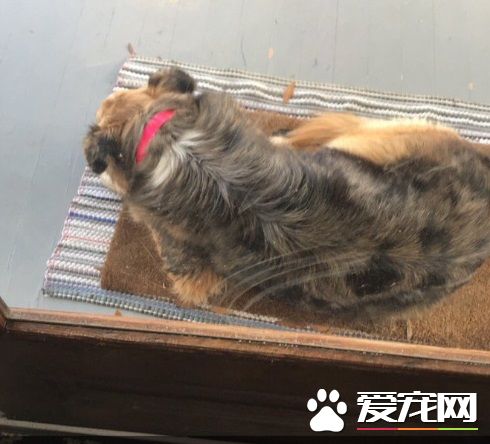 門口出現走失汪 招待太完美玩到不想回家