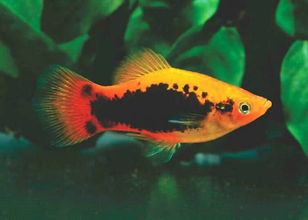 月光魚好養嗎