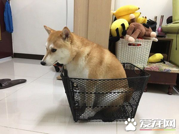 柴柴從沙發玩到桌上怕高不敢下來 等待馬麻救星