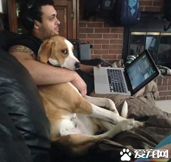 毛小孩們原來是最具潛力的小三 遇到了只能認了