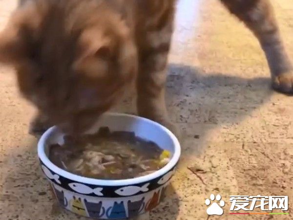 小橘貓先天性小腦發育不全 超特別外八步伐