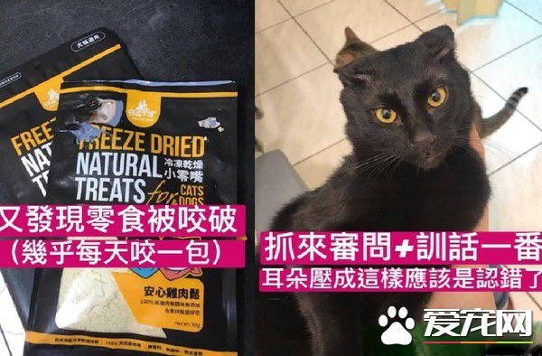 黑貓自己開柜子找尋罐罐痕跡 咦?罐罐在哪咧
