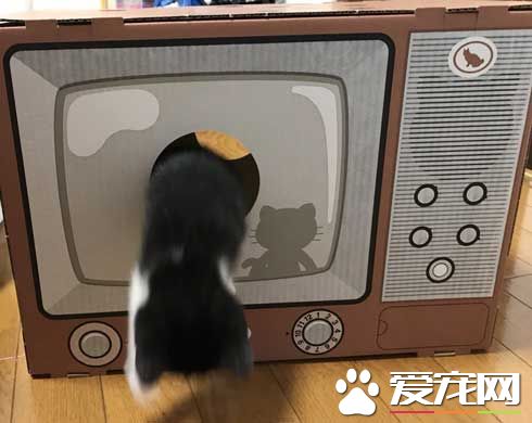 日本新推電視造型的貓屋  見過像貞子的貓咪么