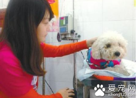 貴賓犬“美美”病重 羅威納犬“金剛”獻血