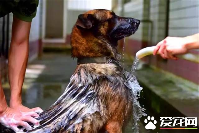 深圳“最萌公務員”不能處對象，也休姨媽假！警犬的私密生活大揭密