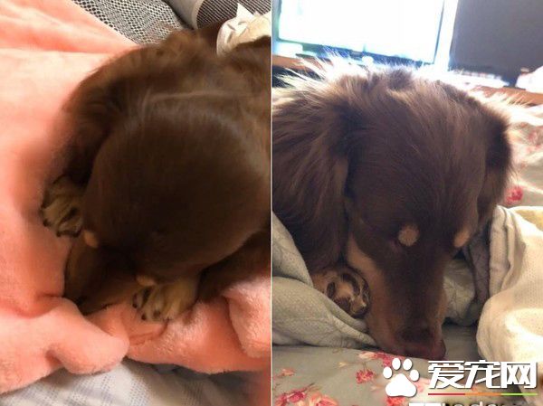 根本就是貓魂上身 汪星人睡覺前踏踏幫被按摩