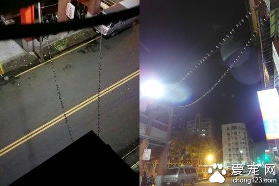 臺風帶來強風暴雨69只小鳥排滿電線桿