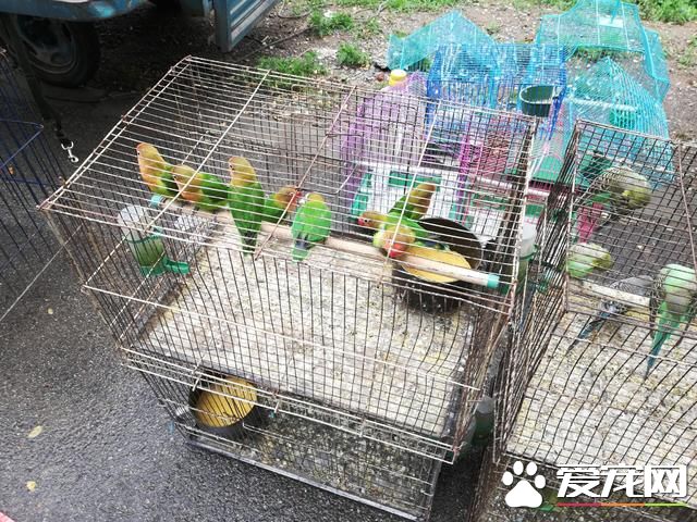 德州寵物大集場走一圈，誰能告訴最后圖片中狗是什么品種？