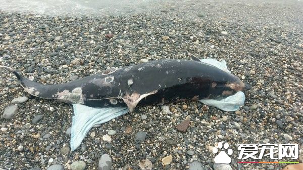 強颱莫蘭蒂逼近 弗氏海豚擱淺七星潭死亡