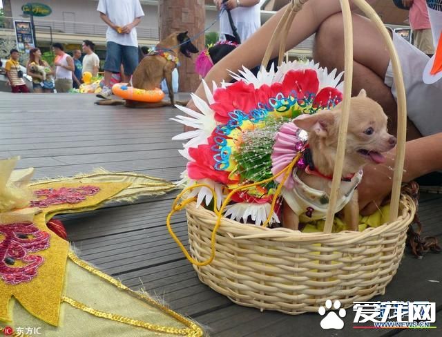 菲律賓寵物節的寵物時裝秀