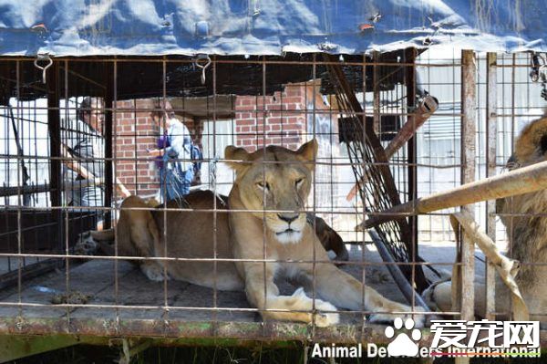 馬戲團獅子被不人道對待 獲救后開心漸露自然天性