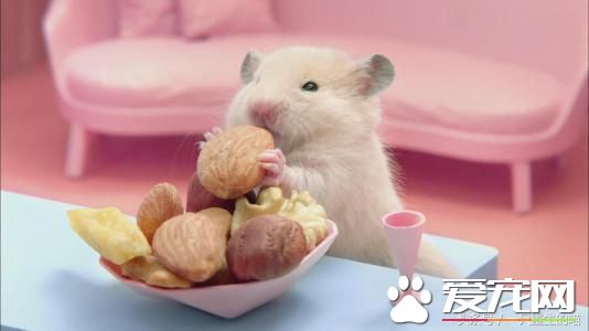 最受歡迎的寵物，喜歡小動物的你一定你養過