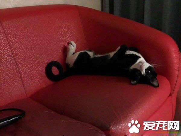 貓對媽咪的浴巾獨有情鐘 超用力搶到腳腳開掌花