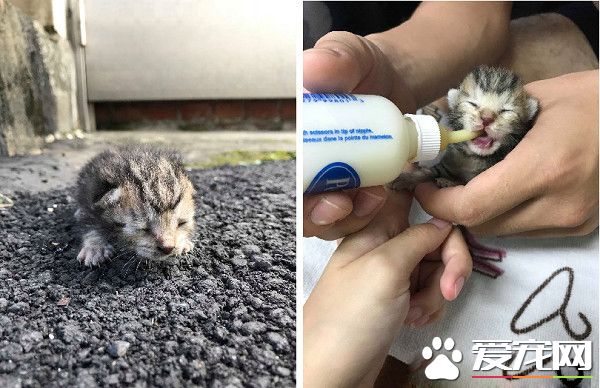 揪團一起玩真喵版桌游 蛀蟲喵突沖出咬人