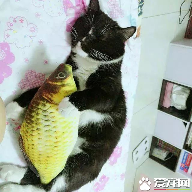 網傳貓奴雙十一的購物清單  貓奴們都為主子敗了多少?