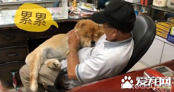 九歲松獅犬因病得福 深得阿公寵愛