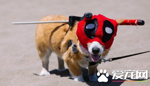 792只柯基在舊金山海灘上奔跑 死侍造型贏最萌造型獎