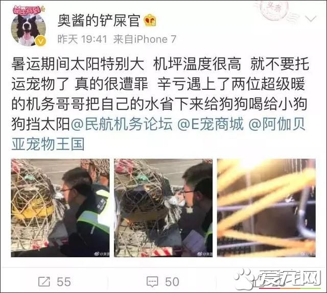 寵物狗陽臺死亡？背后原因是許多鏟屎官都會犯的錯誤