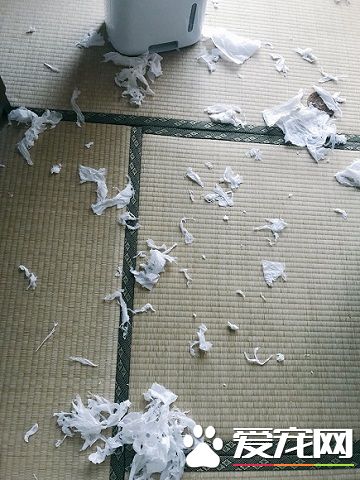 外面大臺風家里小臺風 貓咪小臺風萌力十級