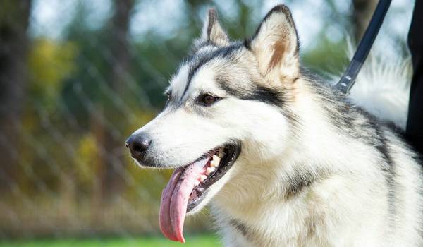 阿拉斯加犬一個月開銷