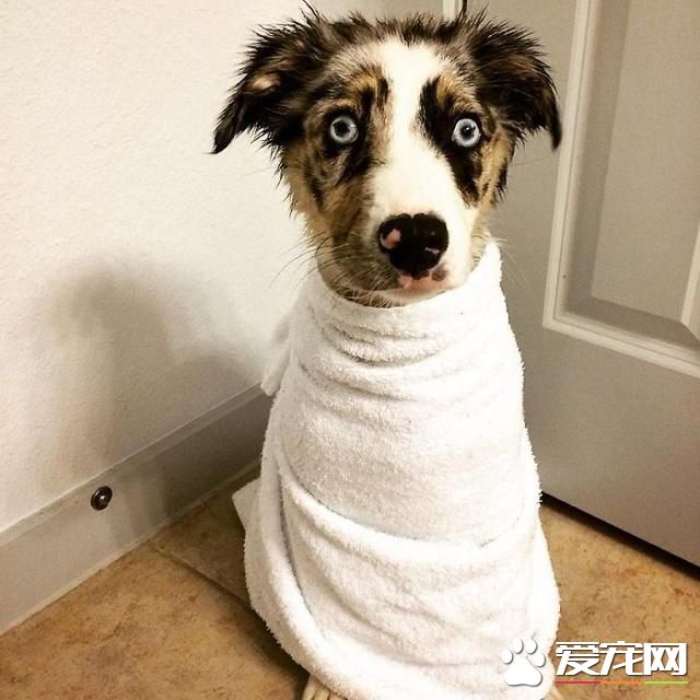 寵物洗澡，真是又尬又萌