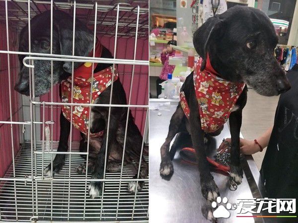米克斯狗狗對阿伯一見鐘情 每天跟著賣玉蘭花