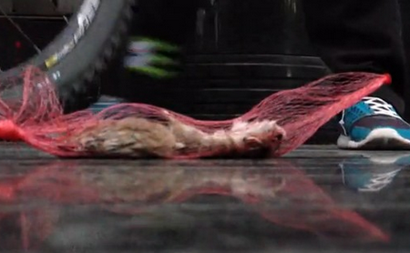 被主人關在微波爐的倉鼠 加熱致死
