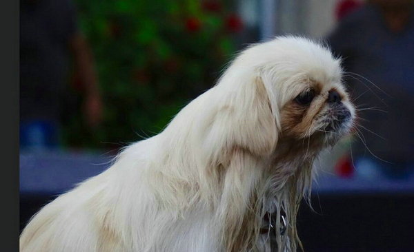 狗狗一直舔鼻子咽口水