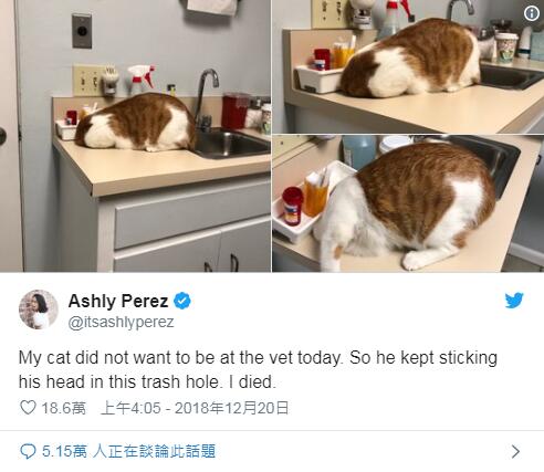 喵星人的邏輯你猜不透！ 喵皇看病超害怕變身斷頭烤雞