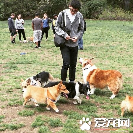 一只走紅寵物界明星柯基 巨無霸身材依然萌度破表