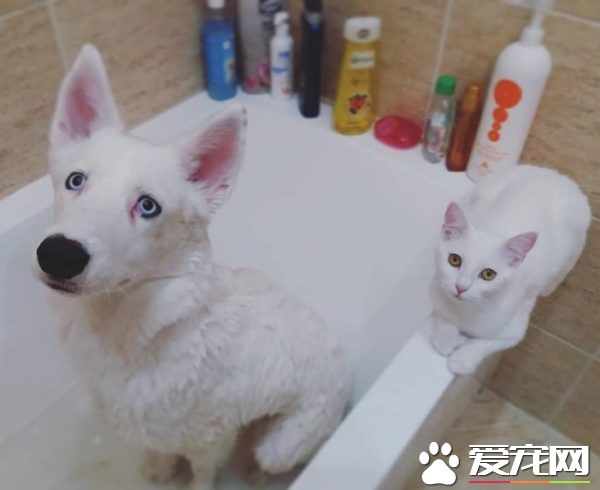 狗狗想找伴 遇見命中注定的好朋友