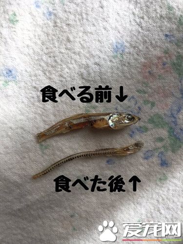 倉鼠聰明挑魚刺 更是會餐桌禮儀吃軟不吃硬