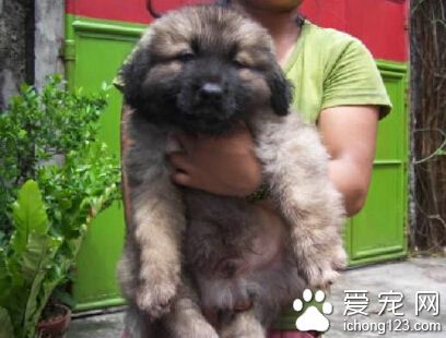 俄羅斯的高加索犬，世界上最大的犬種之一