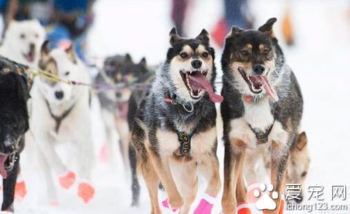 暖冬的尷尬 美國阿拉斯加雪橇犬競賽改道
