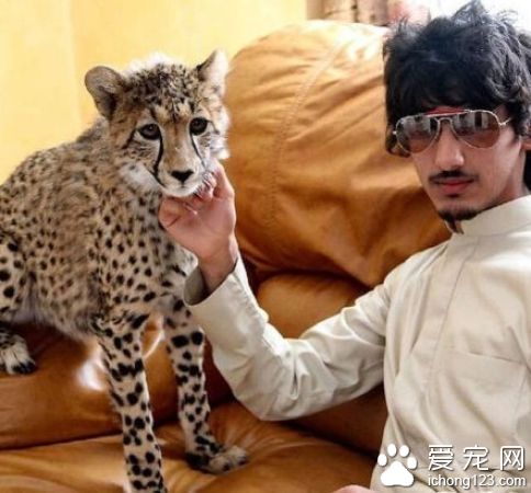 外國土豪不一樣的炫富 老虎和豹子是寵物