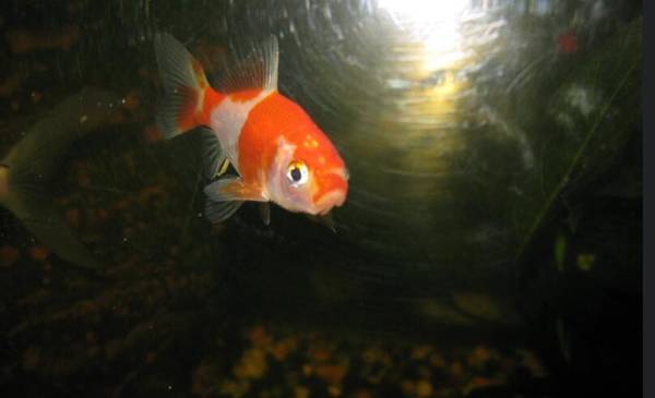 金魚腮發紅