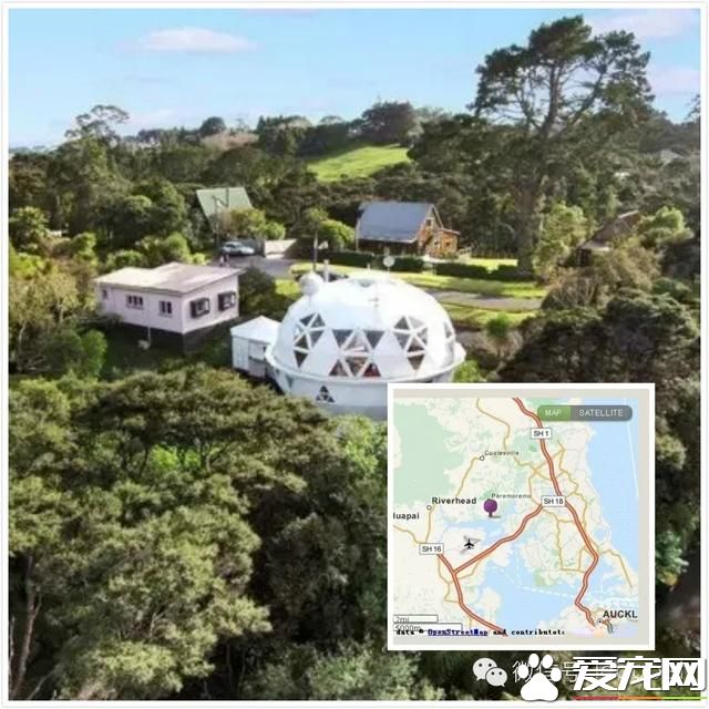 奧克蘭寵物新聞，稱為“貓國”的怪房子