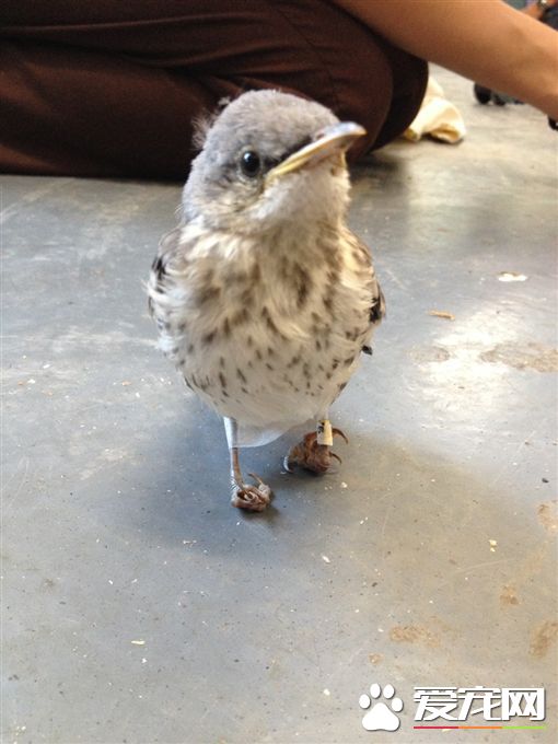簡單配備救幼鳥 知更鳥穿雪鞋成功矯正