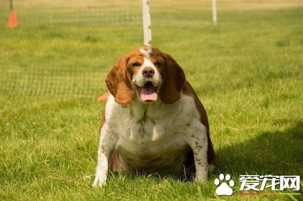 狗狗體重過胖要被安樂死 在志工的幫助下成功減重