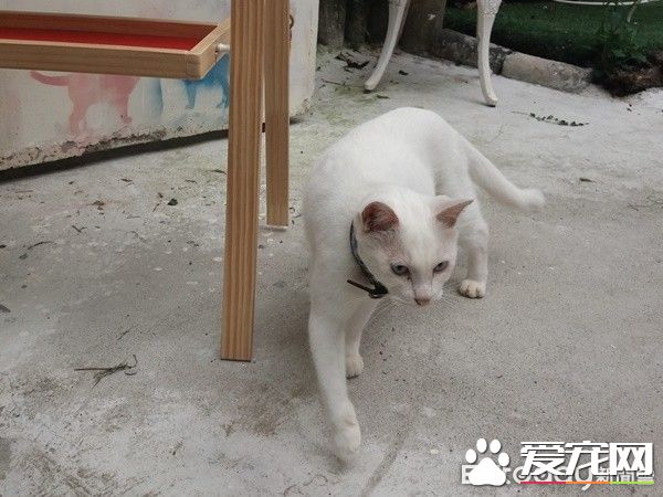 佛系經營方式的貓咖啡廳 現任店長背后故事超感人
