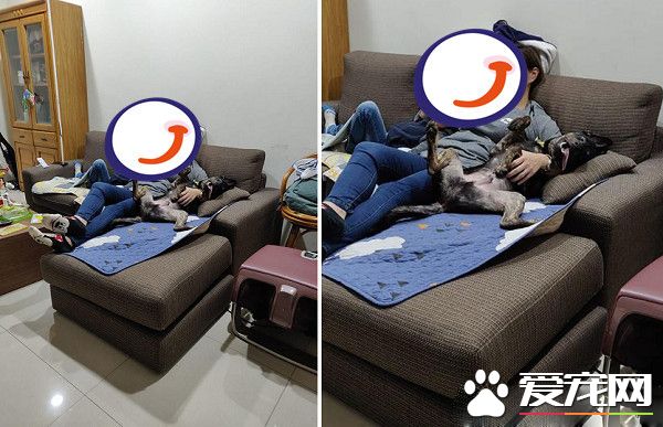 汪在媽咪懷中翻肚腳開開 開心到忘記收舌頭