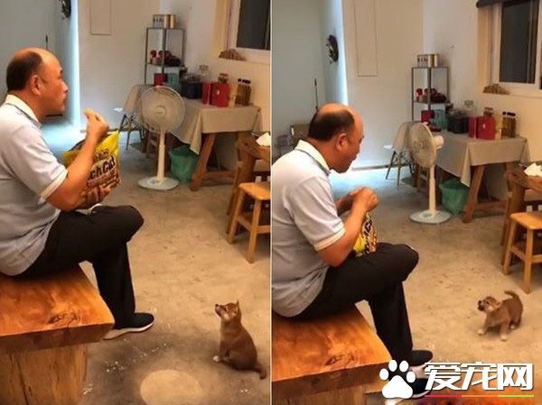 阿公吃餅干無視啊柴 啊柴氣到大叫超萌的模樣讓人融化！