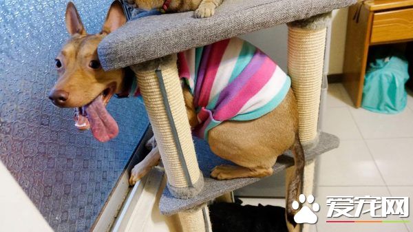 溫暖！治愈犬和愛人貓的大家庭 有故事的一狗三貓