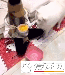 千萬別再薩摩耶面前吃獨食 不然你的結果可能會成這樣