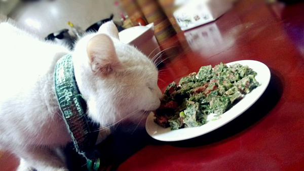 怎么自制貓食