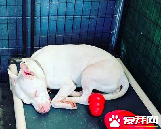 受虐比特犬被收養后 每天都深情凝視主人